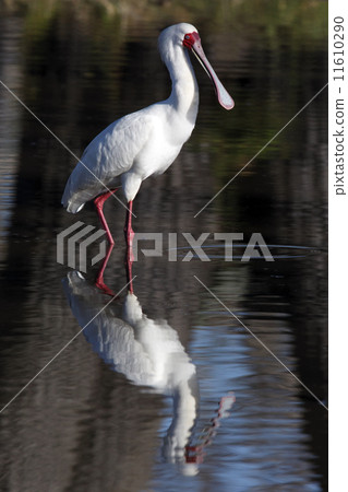 African Spoonbill - Okavango Delta - Botswana African Spoonbill - Okavango Delta - Botswana 11610290