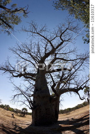 Baobab Tree - Caprivi Strip in Namibia 11610317