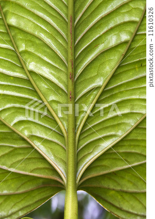 Large Leaf - Tropical Cloud Forest - Ecuador Large Leaf - Tropical Cloud Forest - Ecuador 11610326