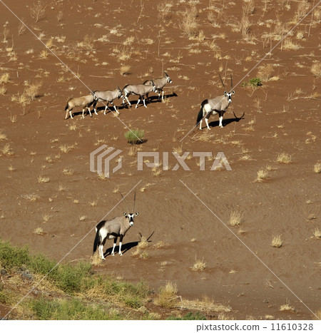 Gemsbok (Oryx) in Namibia Gemsbok (Oryx) in Namibia 11610328