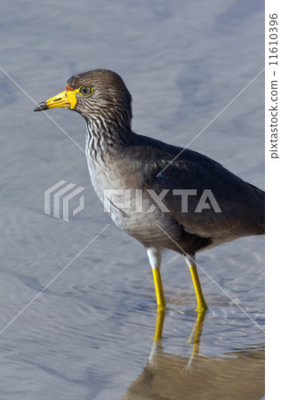 African Wattled Lapwing - Botswana 11610396