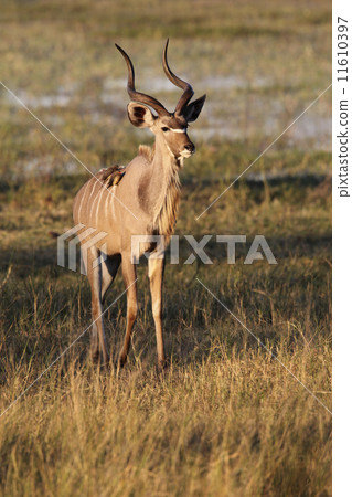 Young male Kudu Botswana 11610397