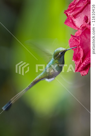 Booted Racket-tail Hummingbird -Mindo Cloud Forest in Ecuador Booted Racket-tail Hummingbird -Mindo Cloud Forest in Ecuador 11610416