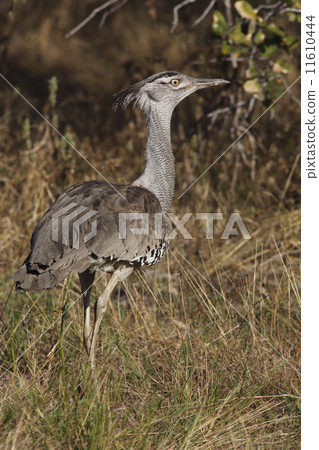 Kori Bustard - Etosha National Park - Namibia Kori Bustard - Etosha National Park - Namibia 11610444