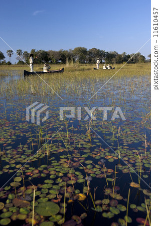 Okavango Delta in Botswana Okavango Delta in Botswana 11610457
