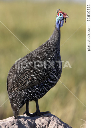 Helmeted Guineafowl - Botswana Helmeted Guineafowl - Botswana 11610511