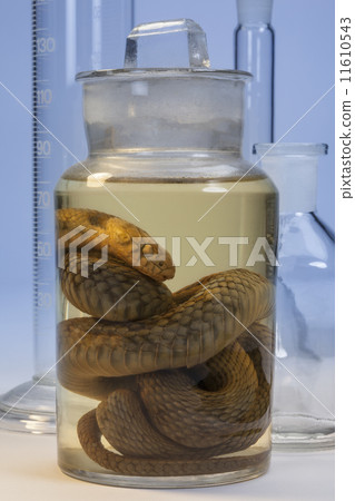 Biological Specimen Biological Specimen 11610543