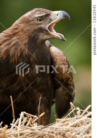 Golden Eagle Golden Eagle 11610545