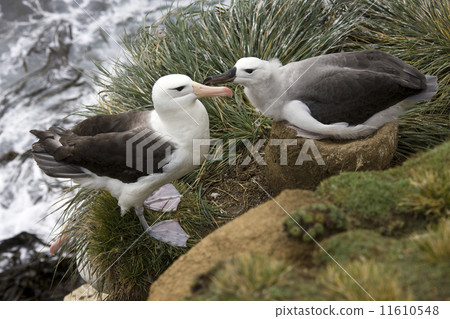Black-browed Albatross mother and young - Falklands Islands 11610548