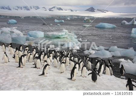 Penguins - Antarctica 11610585