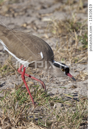 Crowned Lapwing - Botswana Crowned Lapwing - Botswana 11610619