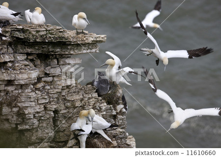 Gannets ride the thermals at Bempton Cliffs 11610660
