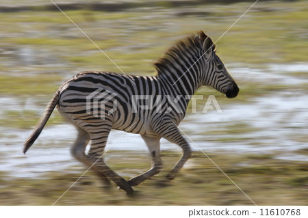 Young Zebra - Khwai River area of Botswana 11610768