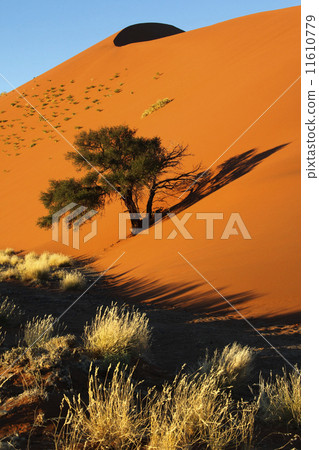 Sand Dune - Namib Desert - Sossusvlei - Namibia 11610779