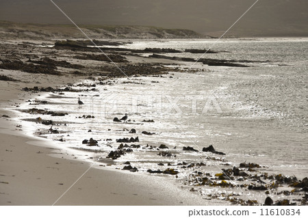 Evening sunlight in Elephant Bay - Falkland Islands 11610834