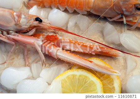 Langoustine or Norwegian Lobster 11610871
