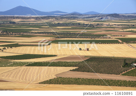 Farmland and Vineyards- La Mancha - Spain Farmland and Vineyards- La Mancha - Spain 11610891