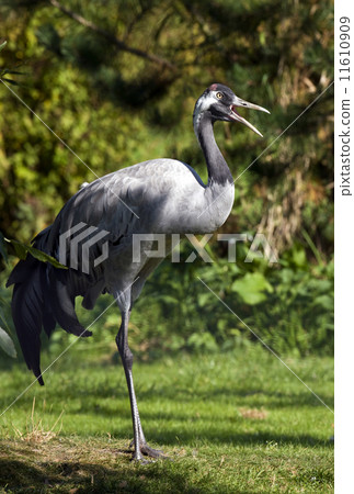 Common Crane (Grus grus) - Norfolk Broads - England 11610909