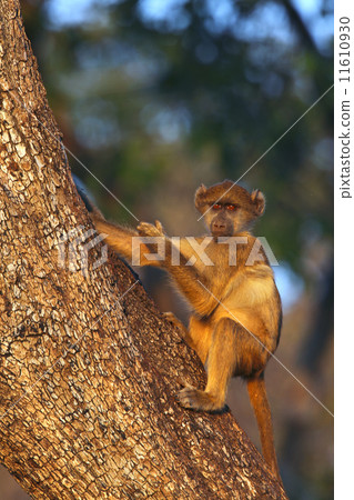Vervet Monkey - Botswana 11610930