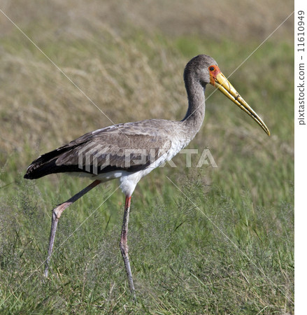 A young Yellowbilled Stork (Mycteria ibis) in the Okavango Delta A young Yellowbilled Stork (Mycteria ibis) in the Okavango Delta 11610949