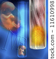 IVF - In vitro fertilisation 11610998