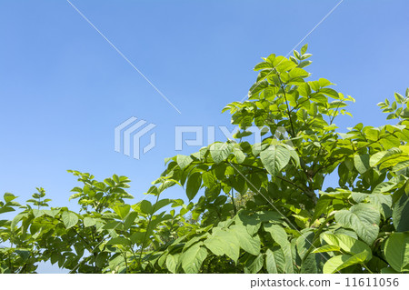 Leaves of Udo with blue sky back 11611056