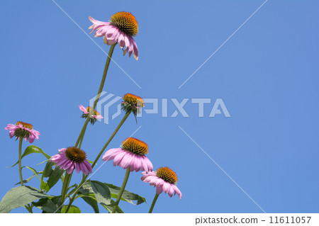 Echinacea flowers in the blue sky 11611057