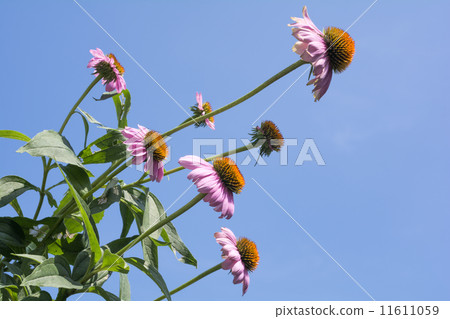 Echinacea flowers in the blue sky 11611059