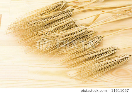 大麥的耳朵在木板的 大麥的耳朵在木板的 11611067