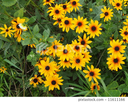 Gloriosa Daisy 11611166