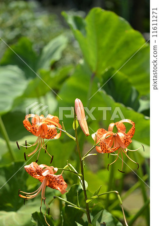 Konioni lily (little demon) 11611271