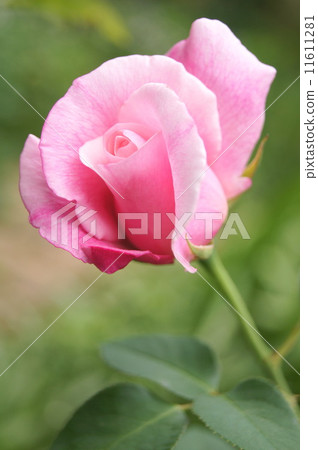 Roses: Spanish Beauty 11611281