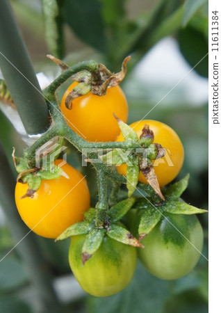  Mini Tomato 11611384