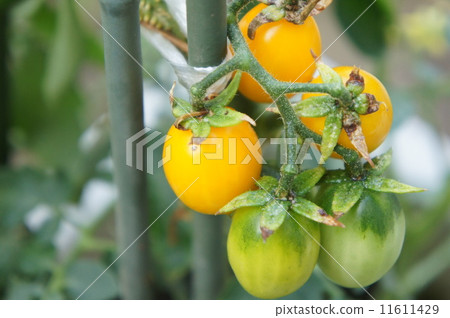 Mini Tomato Mini Tomato 11611429