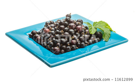 Black currant 11612899