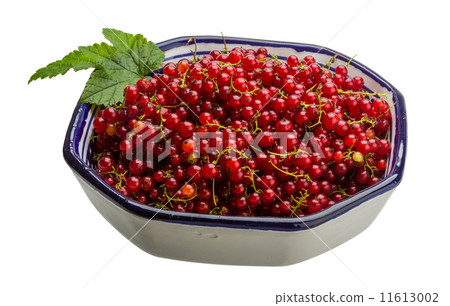 Red currant 11613002