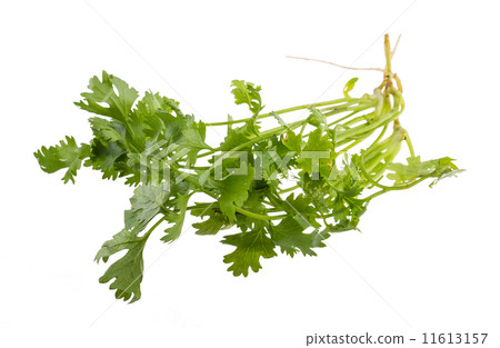 Coriander 11613157