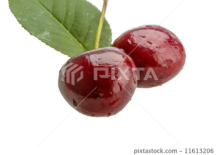 Gean - cherry 11613206