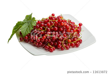 Red currant Red currant 11613872