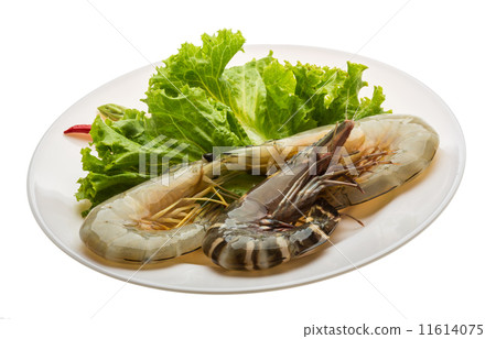 King and waterleg shrimps 11614075