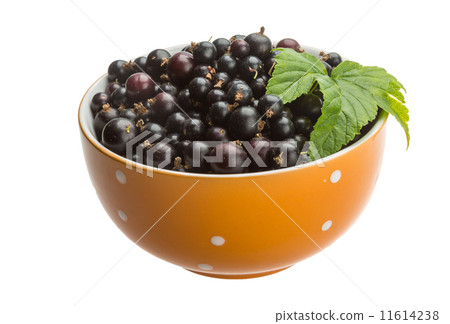 Black currant 11614238