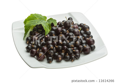Black currant 11614266