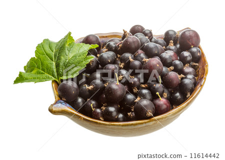 Black currant Black currant 11614442