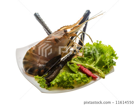 Freshwater prawn 11614550
