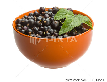 Black currant 11614551