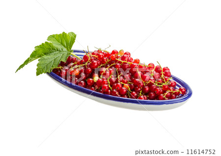 Red currant Red currant 11614752