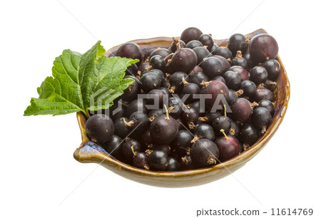 Black currant 11614769