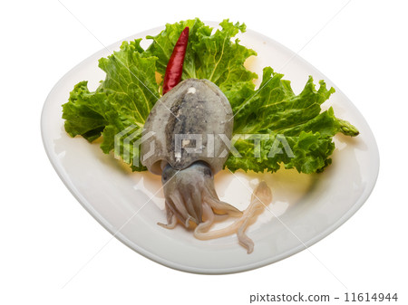 Raw cuttlefish Raw cuttlefish 11614944