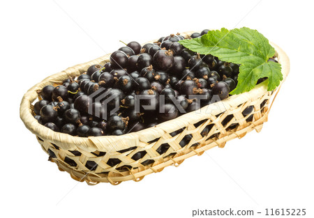 Black currant 11615225