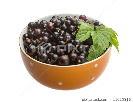 Black currant 11615516